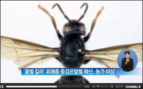 등검은말벌 확산. 사진=채널A 방송화면 캡쳐