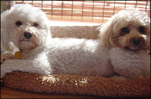 앞뒤 없는 강아지 2탄