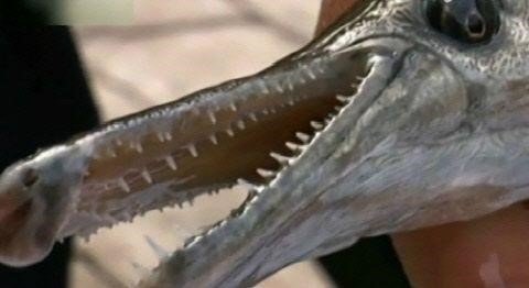 괴물 물고기. 사진 ｜ 유튜브 영상 캡처
