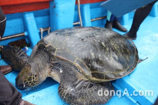 300살 푸른바다거북 방류