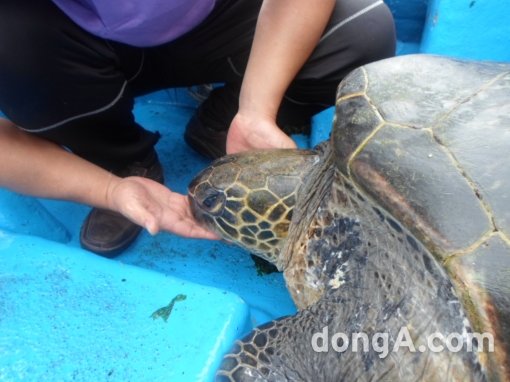 300살 푸른바다거북 방류