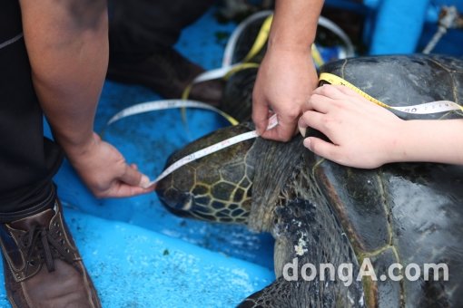 300살 푸른바다거북 방류