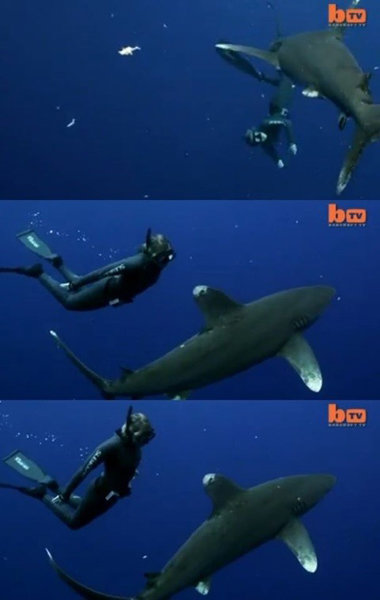 식인 상어와 헤엄치는 여성