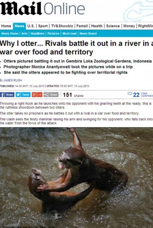 ‘주먹 날리며 싸우는 수달’. 사진출처 | ‘데일리메일’ 캡처
