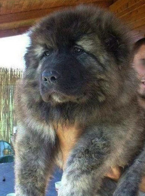 곰만 한 강아지