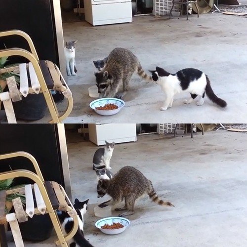 고양이밥 훔쳐먹는 너구리. 사진출처 | 유튜브 영상 캡처