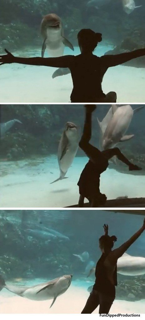 입장 바뀐 돌고래.