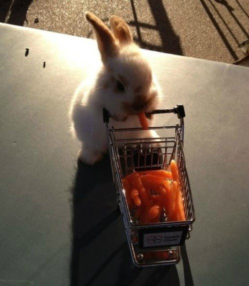 쇼핑하고 온 토끼.