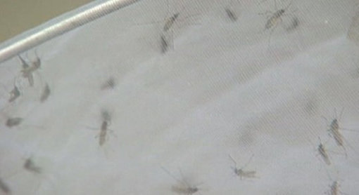 ‘제주 아열대 모기 발견·모기 잘 물리는 체질’