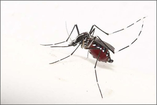 모기 잘 물리는 체질