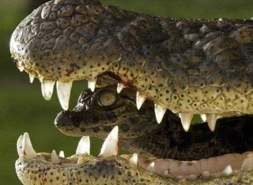 악어 입속 새끼 악어