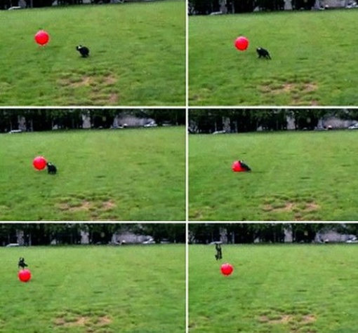 공이 너무 큰 강아지