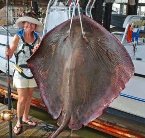 84kg 괴물 독가오리.