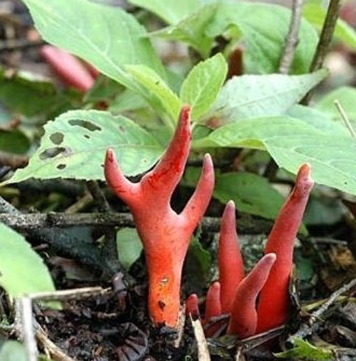 붉은사슴뿔버섯