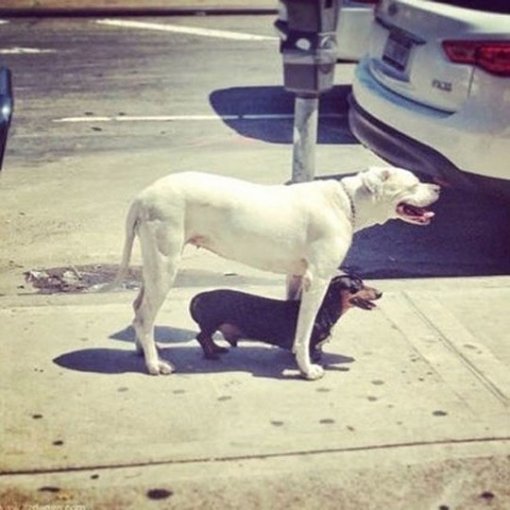 ‘멍멍이 전용 그늘’. 사진출처 ｜ 온라인 게시판