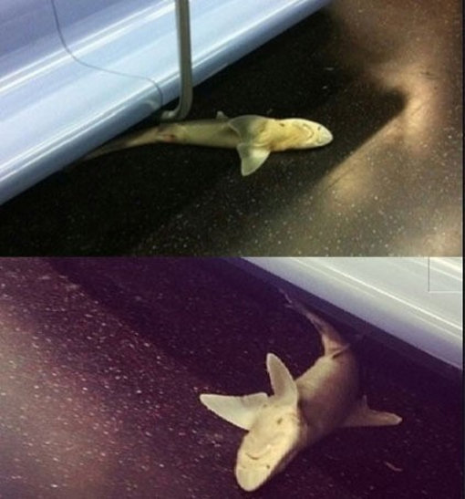 ‘美 지하철 상어 발견’