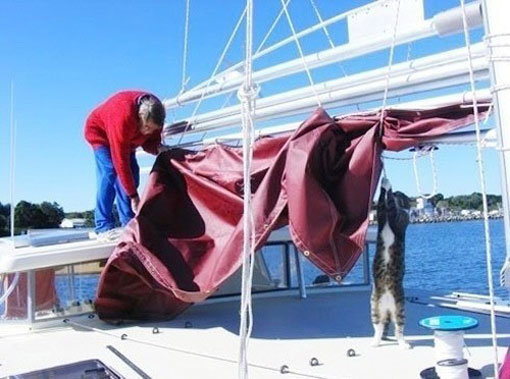 주인 돕는 고양이