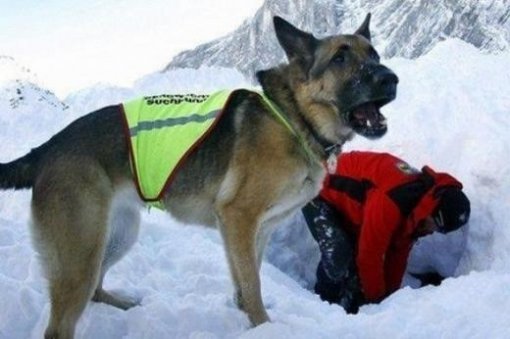 ‘주인 곁 지킨 충견’ 사연. 사진 | 온라인 커뮤니티