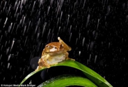 망연자실 개구리 포착. 사진=영국 데일리메일.