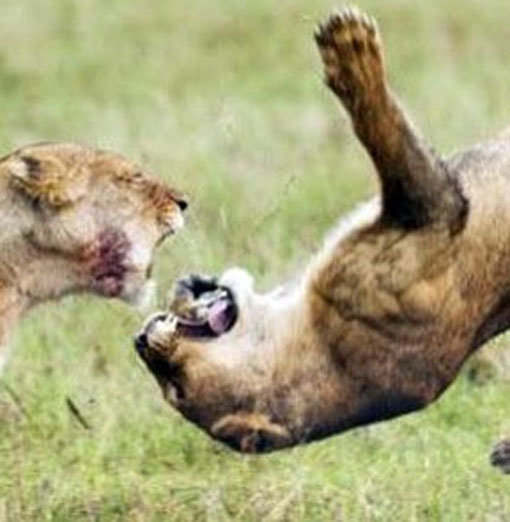 앞발 날리는 사자