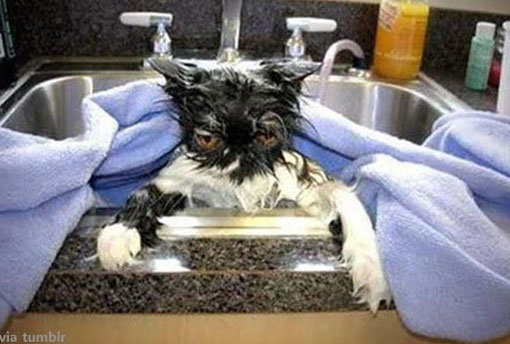 복수심 불타는 고양이