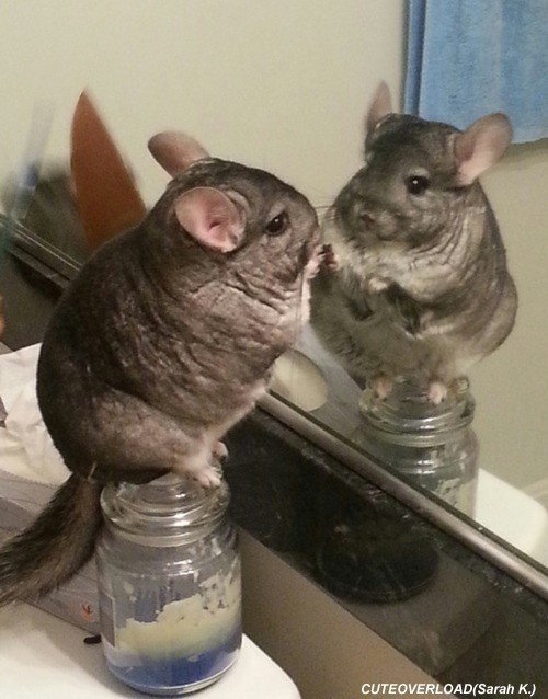 거울 보고 충격 받은 동물