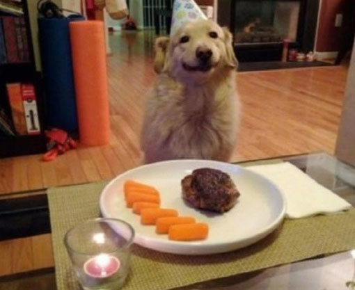 생일 파티가 고마운 개