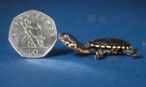 동전보다 작은 거북이