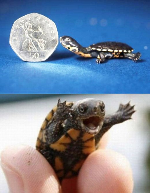 ‘동전보다 작은 거북이’