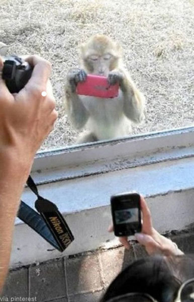 사람 찍는 원숭이