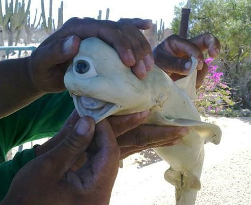 신종 상어 발견