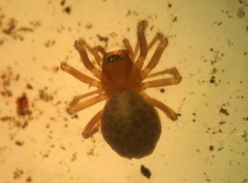 ‘정선 굴접시거미 발견’ 사진=정선군