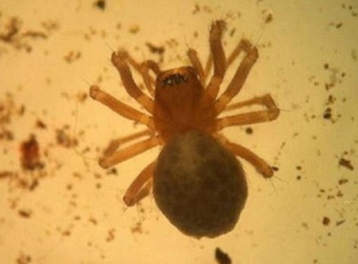 정선 굴접시거미 발견