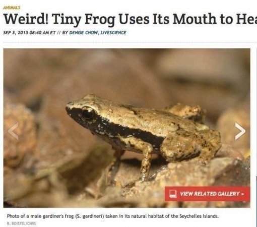 입으로 소리 듣는 개구리. 사진=디스커버리 채널.