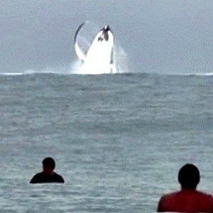 수영 중 최악의 만남 2탄.