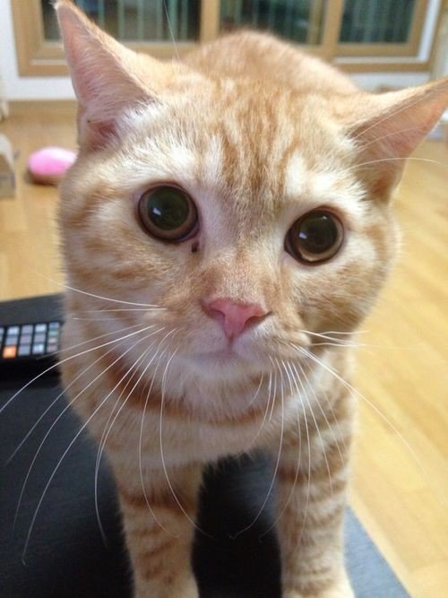 집고양이 수 증가. 사진=온라인 커뮤니티(기사와 특정 관련 없음)