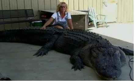 최근 미국에서 포획된 ‘4.1m 괴물 악어’가화제가 되고 있는 가운데 앞서 전해졌던 3m 초대형 악어도 새삼 관심을 받고 있다. 사진출처 | CNN