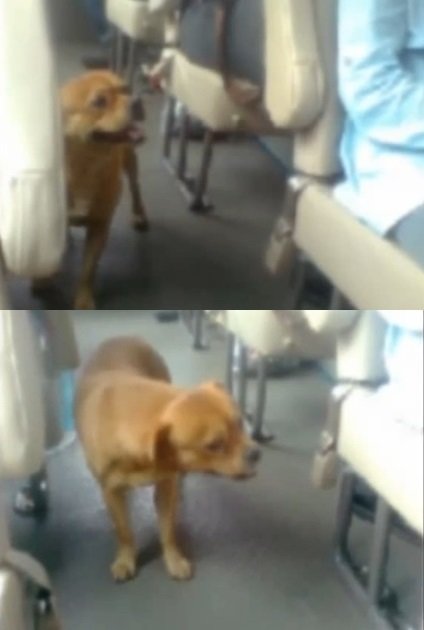 버스 홀로 타는 견공