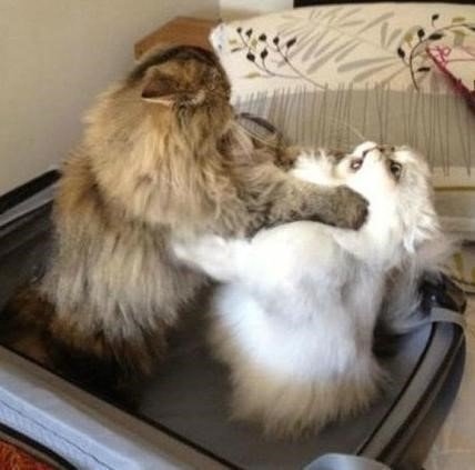 ‘멱살 잡은 고양이’. 사진출처 | 온라인 게시판