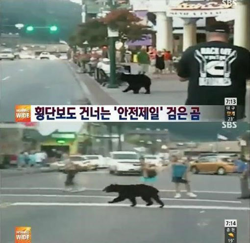 건널목 건너는 곰