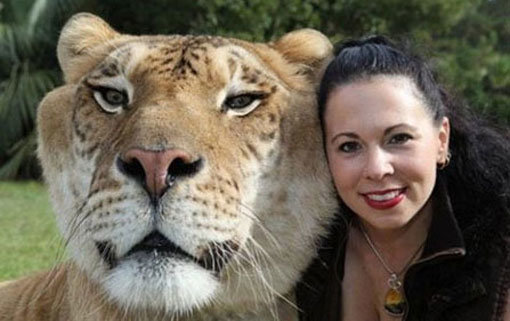 419kg 거대 라이거