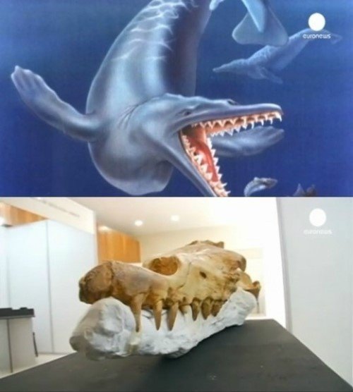 네발 고래 화석 발견