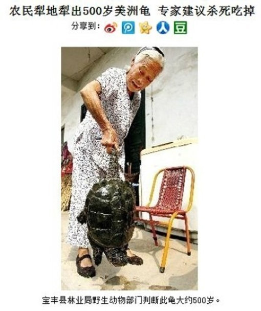 ‘500살 거북이 발견’