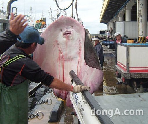 ‘동해안 대형 가오리’