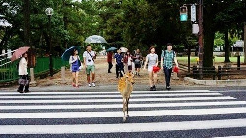 교통 신호 지키는 사슴. 사진출처 ｜ 온라인 게시판