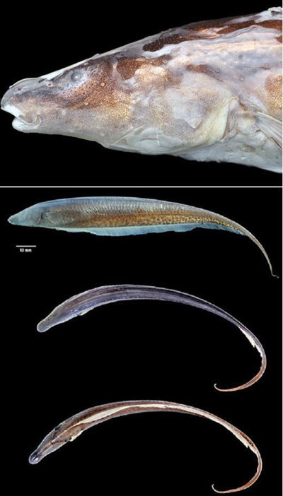 신종 전기 물고기 발견