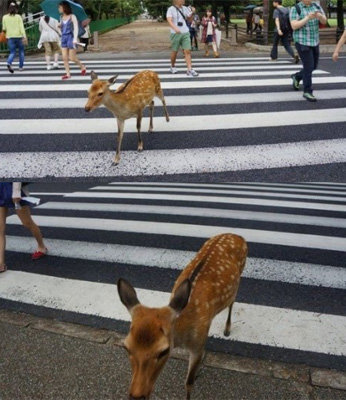 교통 신호 지키는 사슴. 사진출처 ｜ 온라인 게시판
