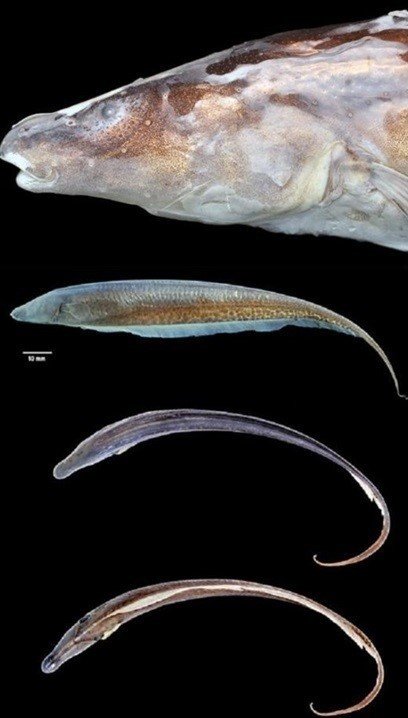 신종 전기 물고기 발견. 사진=토론토 대학 연구팀.