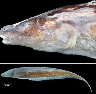 신종 전기 물고기 발견. 사진-토론토대 연구팀.