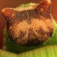 고양이 얼굴 애벙에. 사진=온라인 커뮤니티.